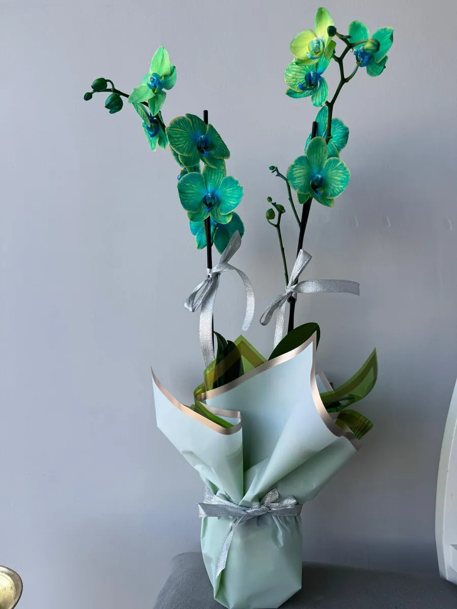 İthal Renkli Orkide — DİA Flowers Belek