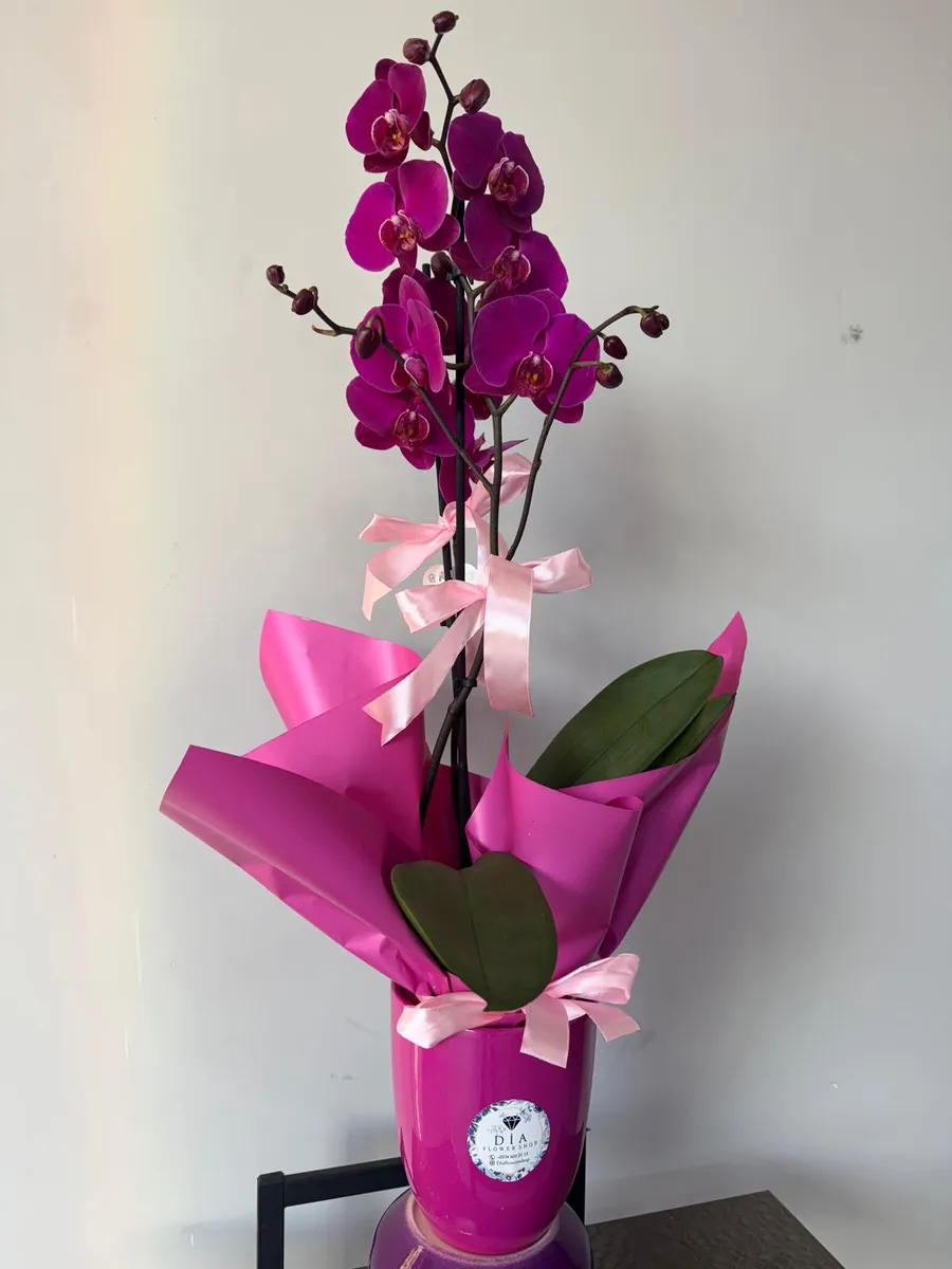 İthal Orkideler — DİA Flowers Belek